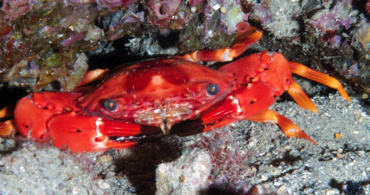 Suloos Fish Fiji Night Sulus